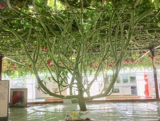 初めての水耕栽培 Asterisk Works